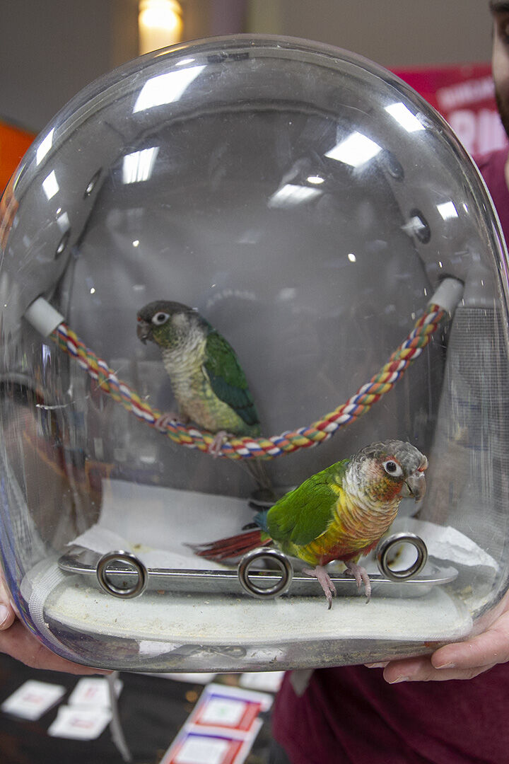 Petfest